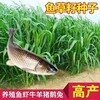 亳州常青牧草種子經銷商出售進口菊苣牧草種子國內