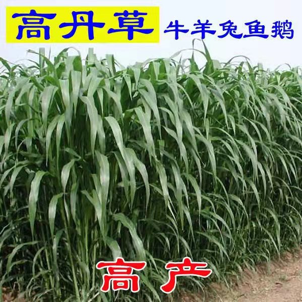 广西常青草种草籽供应厂家批发固边坡绿化草种草籽