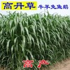 茂县常青牧草种子公司出售进口高丹王种子批发价格