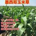 梁河常青牧草种子经销商出售进口割了再发牧草种子今年新种