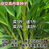 云南西雙版納常青草種草籽代理商供應生態修復草種籽