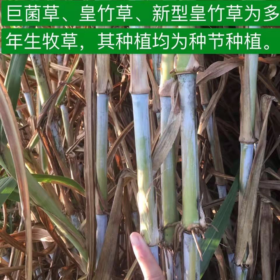 四川攀枝花常青草种草籽经销商批发高边坡绿化草的种子