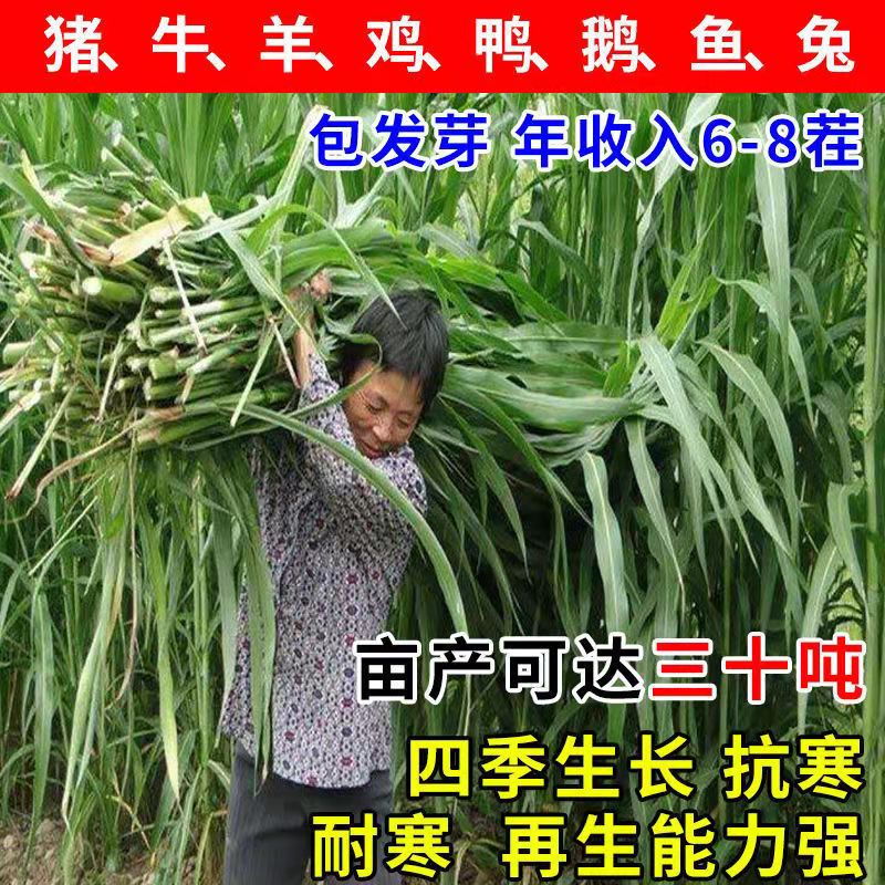 黑龙江伊春常青草种草籽供货商批发耐热草子