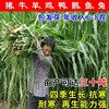 盤錦常青牧草種子廠家出售進口高蛋白牧草種子送花卉種子