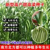 桐城常青牧草種子廠家出售進口飼草種子免費提供種植技術