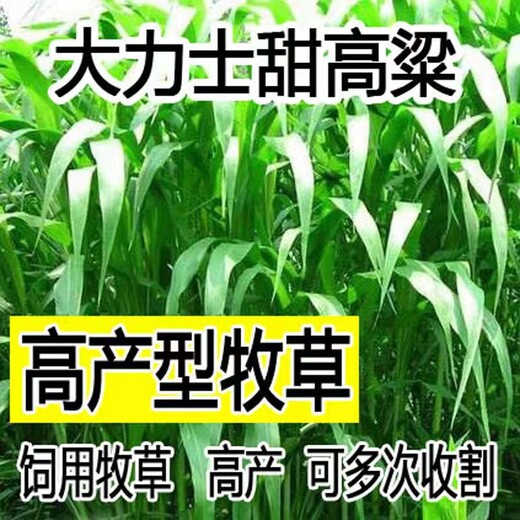 山南常青牧草种子批发商出售进口小米草牧草种子今年新种