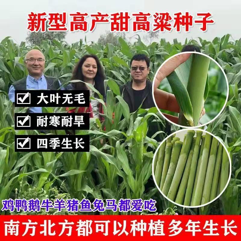 河南驻马店常青草种草籽供货商批发边坡绿化施工花草种子