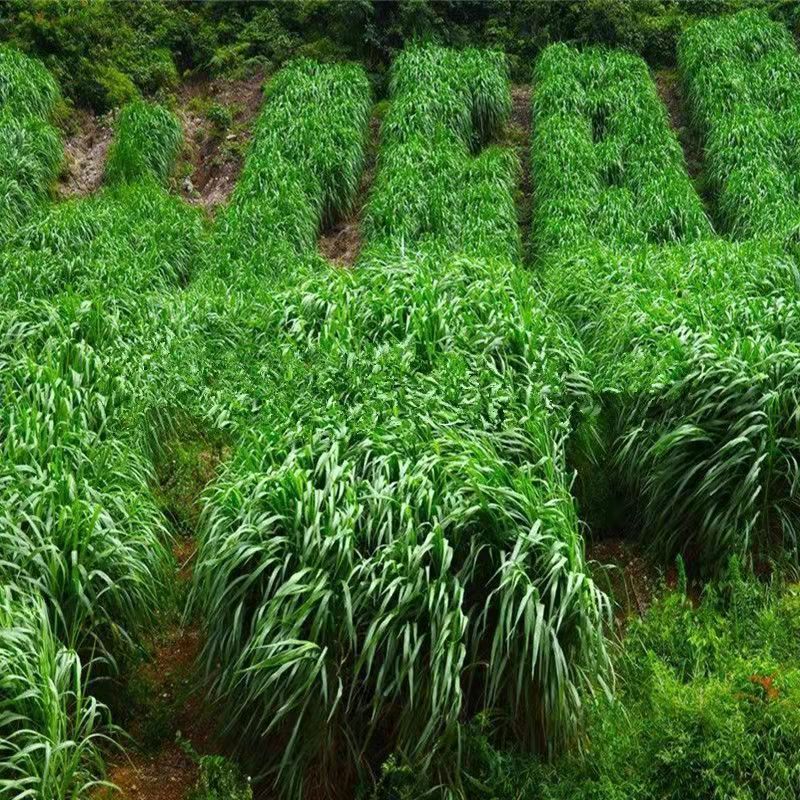 山东淄博常青草种草籽供应厂家批发稳固边坡绿化草籽