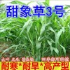 貴州黔南常青草種草籽供應廠家供應生態修復草的種子