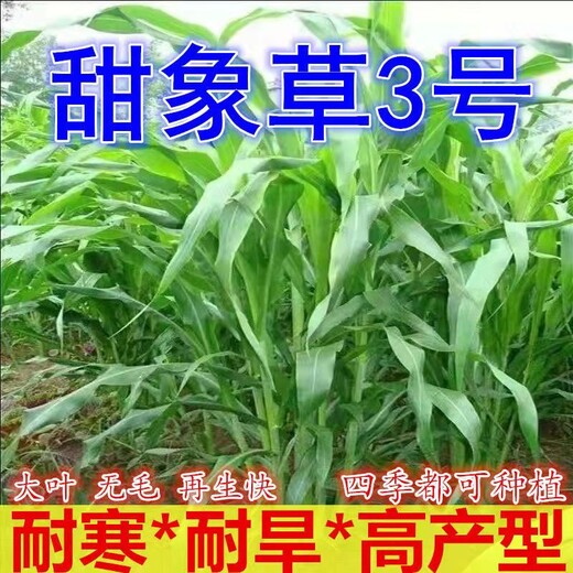 婺城区常青牧草种子厂家出售进口黑麦草种子免费试种