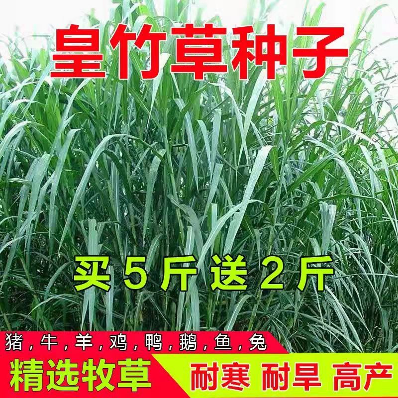 青海果洛常青草种草籽进口商批发护坡草籽