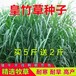 吉林白城常青牧草種子廠家出售進口高丹王種子免費提供種植技術