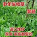 隆化常青牧草种子公司出售进口苏丹草种子多少钱一斤