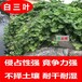 广西南宁常青牧草种子厂家出售进口甜象草种苗今年新种