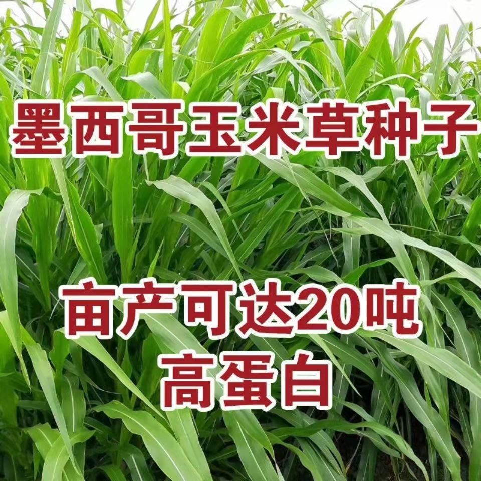 陕西商洛常青草种草籽批发市场批发生态修复草种籽