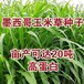 金湖常青牧草种子供货商出售进口进口牧草种子货到付款