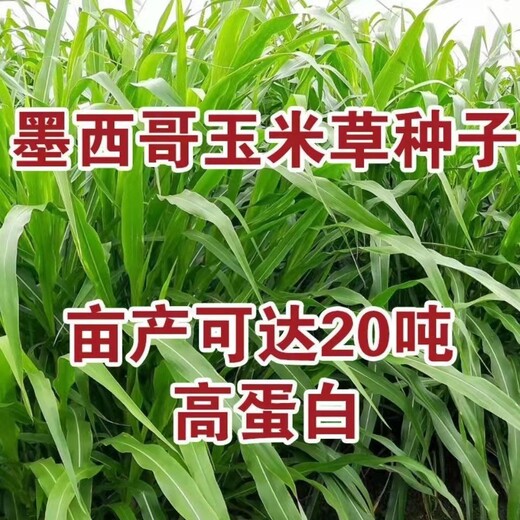 江西上饶常青草种草籽厂家供应百日草草籽种子