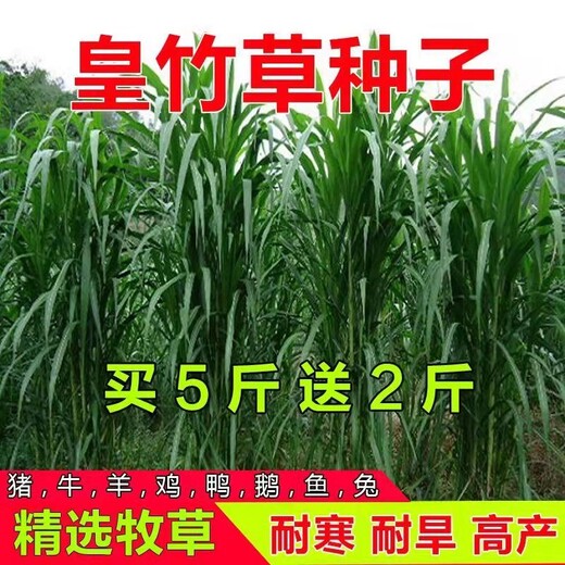广东潮州常青草种草籽批发市场供应固边坡绿化草子