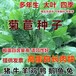 福田常青牧草種子公司出售進口馬吃的牧草種子今年新種