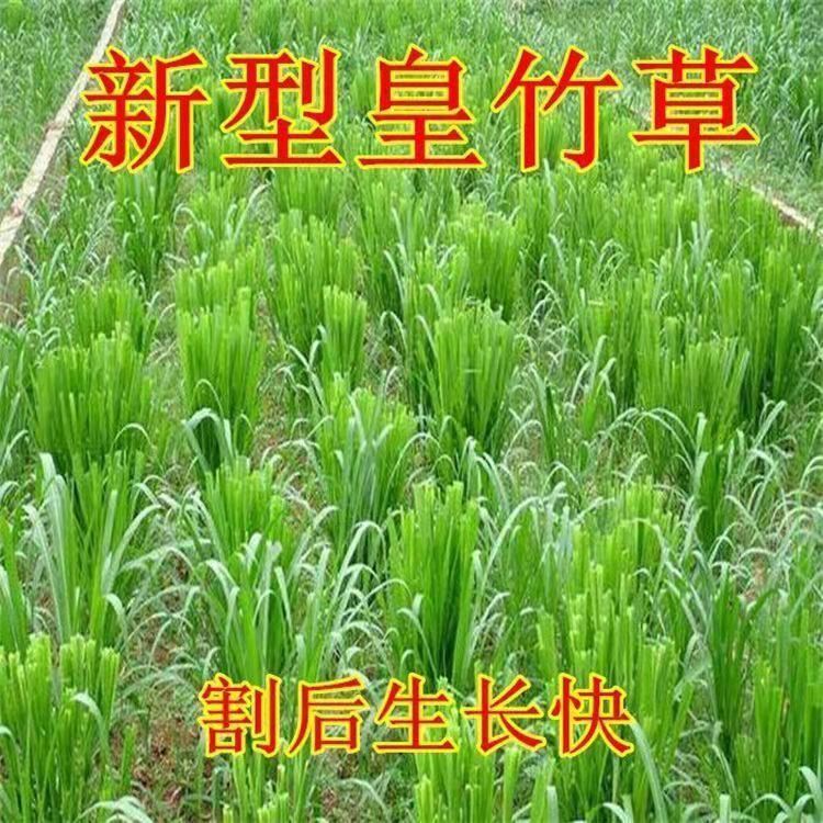 湖北随州常青草种草籽厂家批发边坡常用草的种子