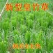 云南西双版纳常青牧草种子供货商出售进口产量20吨牧草种子国内