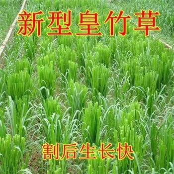 蓝田常青牧草种子公司出售进口进口牧草种子亩产80吨