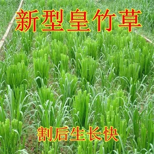 左权常青牧草种子厂家出售进口巨菌草种苗亩产80吨