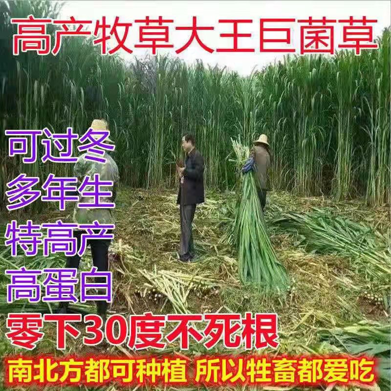 四川乐山常青草种草籽供应厂家批发绿化草种籽