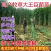 廣安常青牧草種子廠家出售進口玉米草牧草種子芽率