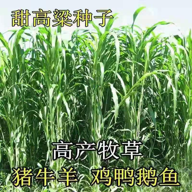 广安常青牧草种子厂家出售进口玉米草牧草种子芽率