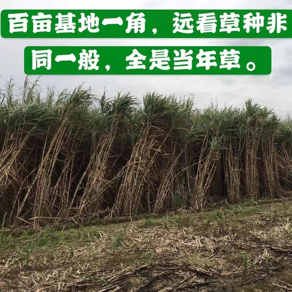 贵州六盘水常青草种草籽种子站批发稳固边坡绿化草籽