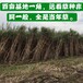 雙遼常青牧草種子廠家出售進口蘇丹草種子多少錢一斤