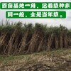 召陵區常青牧草種子公司出售進口巨菌草種苗今年新種