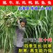 梅江区常青牧草种子经销商出售进口巨菌草种苗多少钱一斤
