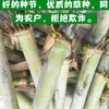 順慶區常青牧草種子供貨商出售進口甜象草種苗多少錢一斤