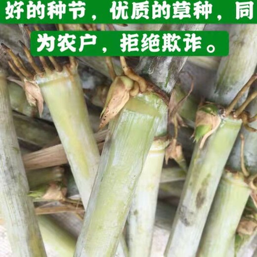 浙江宁波常青牧草种子厂家出售进口割了再发牧草种子送花卉种子