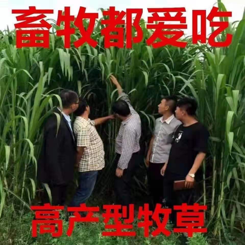 浙江湖州常青草种草籽种子站批发苜蓿草草种籽