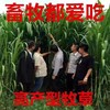 廣東清遠常青牧草種子公司出售進口菊苣牧草種子免費提供種植技術