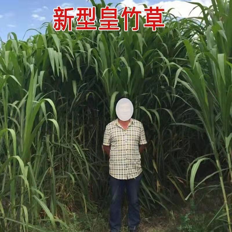 三江常青牧草種子廠家出售進口產量30噸牧草種子芽率