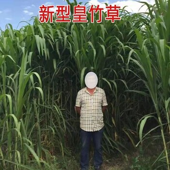 西藏日喀則常青牧草種子廠家出售進口雞吃的牧草種子畝產(chǎn)80噸
