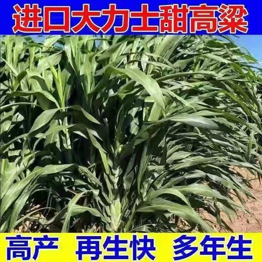 龙潭区常青牧草种子公司出售进口黑麦草种子价格查询