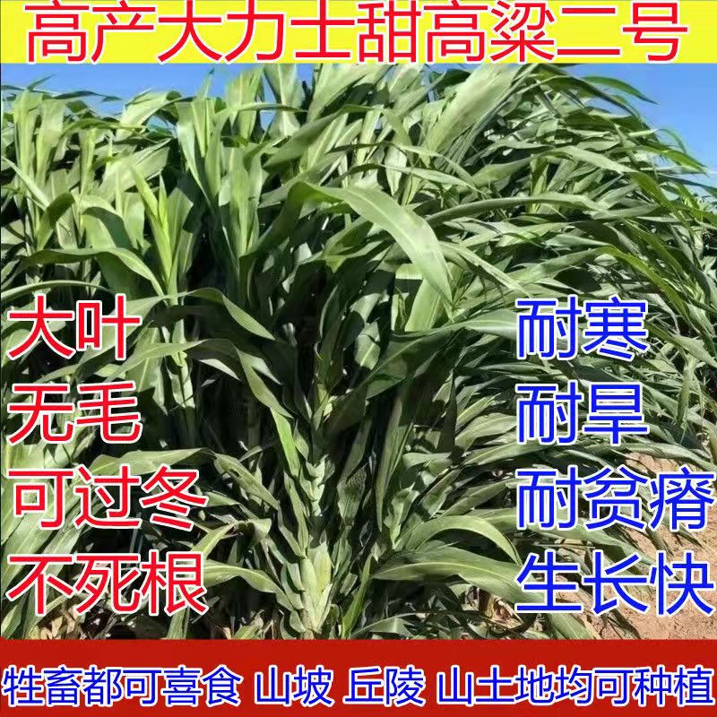 广西贵港常青草种草籽销售点批发黑麦草草籽种子