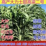 富平常青牧草种子厂家出售进口玉米草牧草种子批发价格图片3