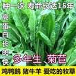 来安常青牧草种子公司出售进口绿洲一号种苗多少钱一斤