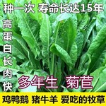 樟木头常青牧草种子经销商出售进口饲草种子批发价格