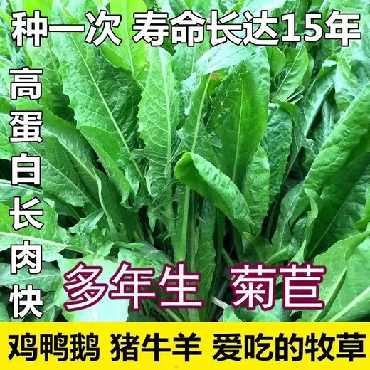 樟木头常青牧草种子经销商出售进口饲草种子批发价格