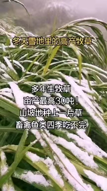 贵州六盘水常青草种草籽经销商批发边坡常用种子