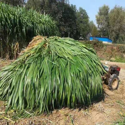 鹤城区常青牧草种子厂家出售进口菊苣牧草种子免费提供种植技术