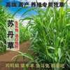 隆林各族自治常青牧草種子廠家出售進口耐寒牧草種子今年新種