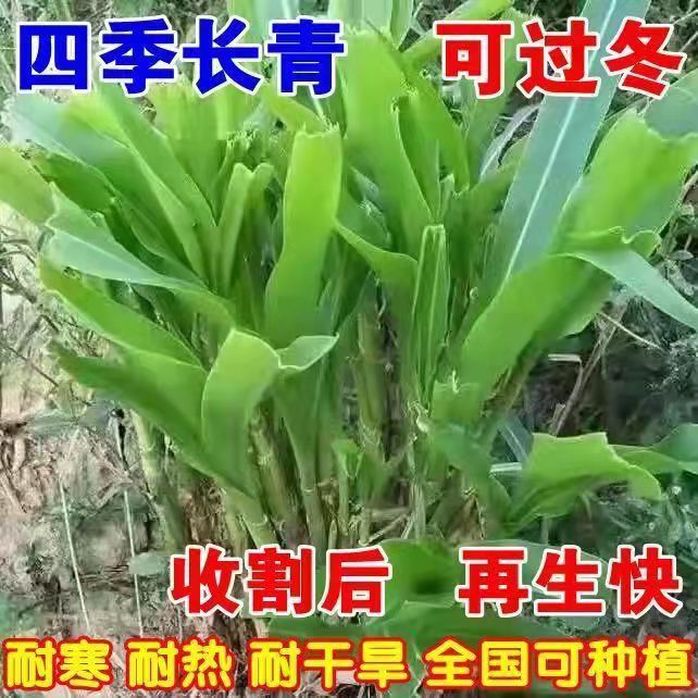 广安常青牧草种子厂家出售进口玉米草牧草种子芽率